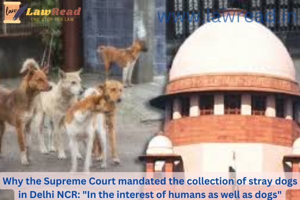 Why the Supreme Court mandated the collection of stray dogs in Delhi NCR: "In the interest of humans as well as dogs"