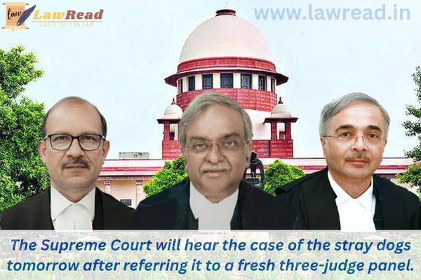 The Supreme Court will hear the case of the stray dogs tomorrow after referring it to a fresh three-judge panel.