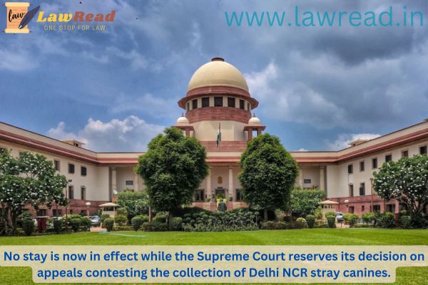 No stay is now in effect while the Supreme Court reserves its decision on appeals contesting the collection of Delhi NCR stray canines.